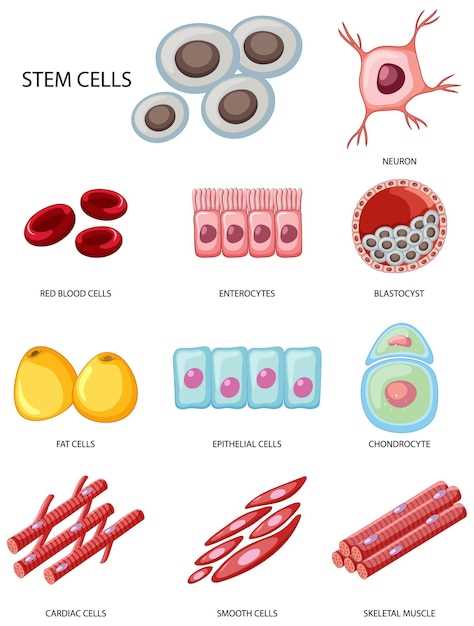 Становление кровяных клеток в органах человека