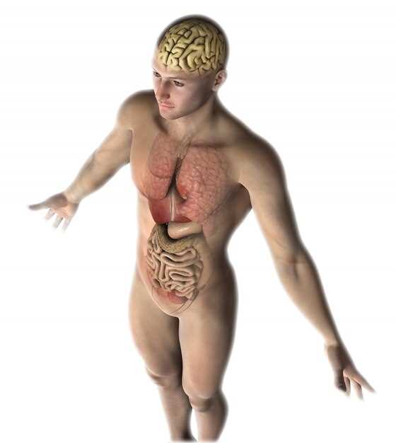 Желудок - строение и основные функции органа.