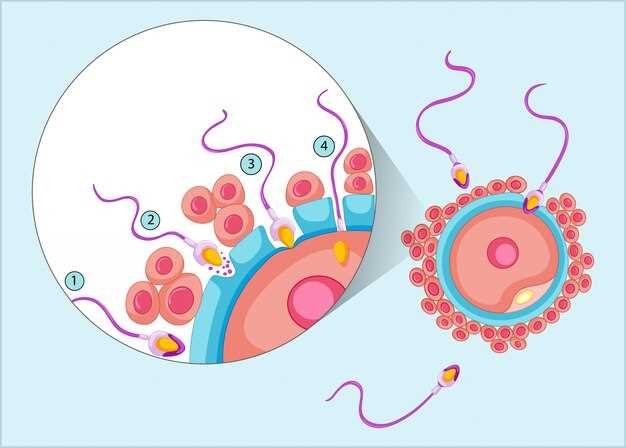 Как долго длится процесс оплодотворения яйцеклетки у человека